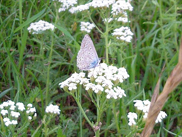 Motyle na kwiatach - Modraszek ikar.jpg
