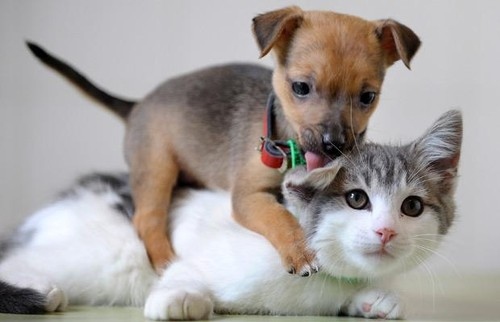 Kocie Przyjaźnie - affection-animal-animal-love-animals-cat-cats-Favim.com-40393.jpg