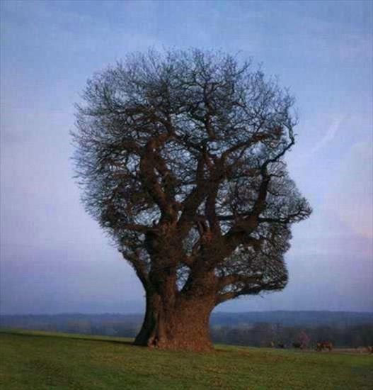 najpiękniejsze drzewa świata - drzewa_natura_9.jpg