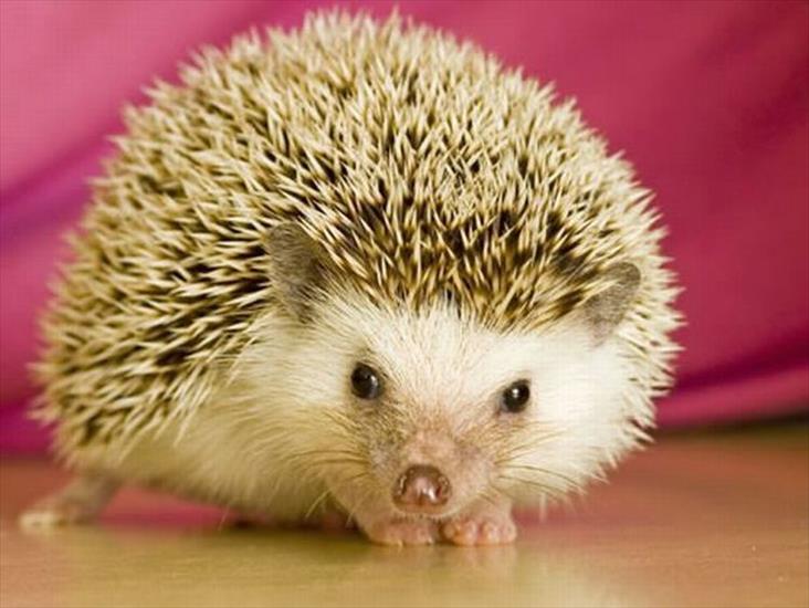 Zwierzęta rozmaite - hedgehog_0111.jpg