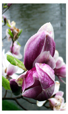 Kwiaty - magnolia_by_turulato.jpg
