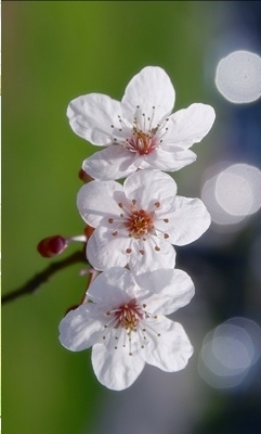 Kwiaty - spring8.jpg