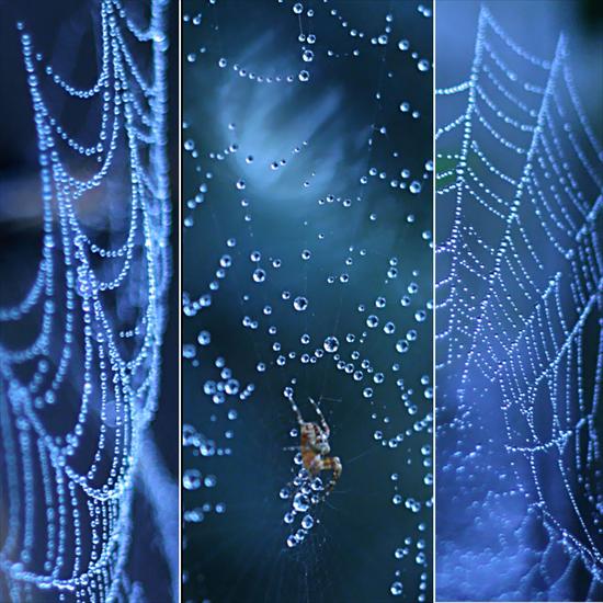 W pajęczej sieci - krople.jpg