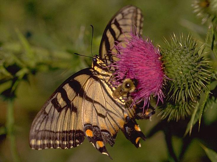 Zwierzęta - Swallowtail Butterfly and Bee on Thistle.jpg