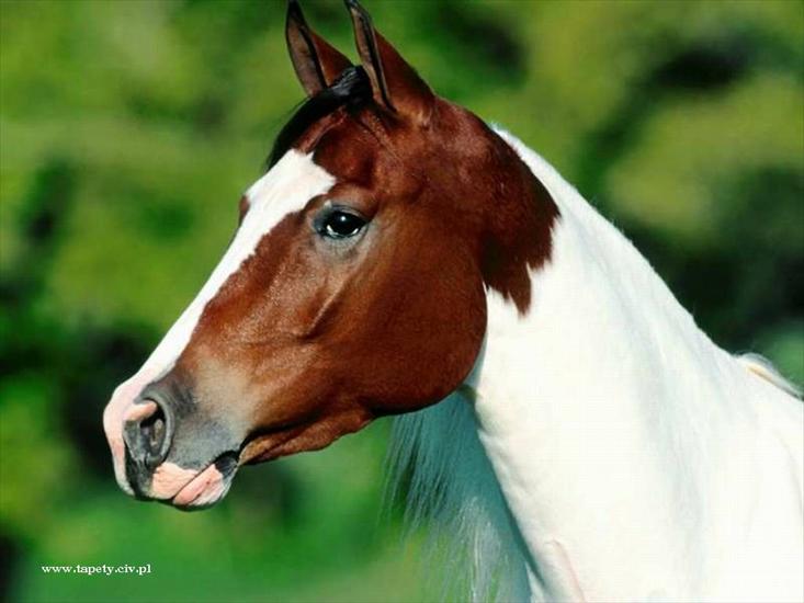 Konie - zwierz24.jpg