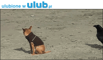 Galeria - crow-messing-with-dog.gif