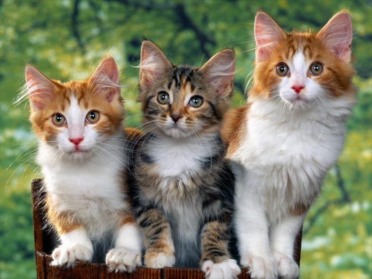 All cute cats - very cute - 1600cat_2003.jpg