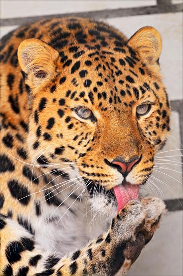 TYGRYSY - Licking a paw_by-Tambako-the-Jaguar.jpg