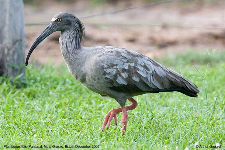 ibisy - ibis ołowiany.jpg