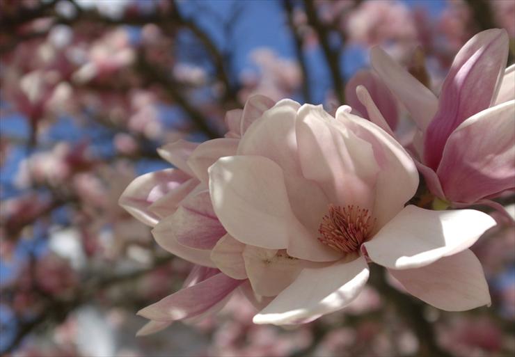 kwiaty - Sakura_by_FleurDeRose.jpg