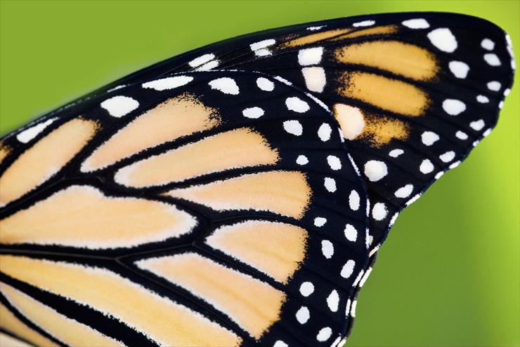 Butterflies - 04 - Monarch Butterfly Wing.jpg