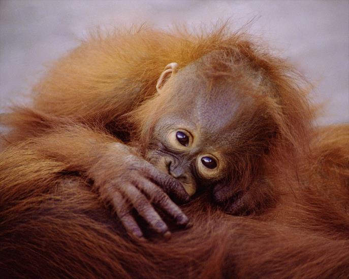 SUPER TAPETY I OBRAZKI - Suckling Baby Orangutan.jpg