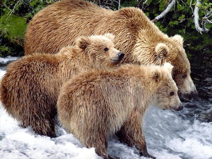 Misie - Polarne, grizzly, inne - JLM-Canada-Alberta_Grizzly_Mom_And_Cubs_1024x768.jpg