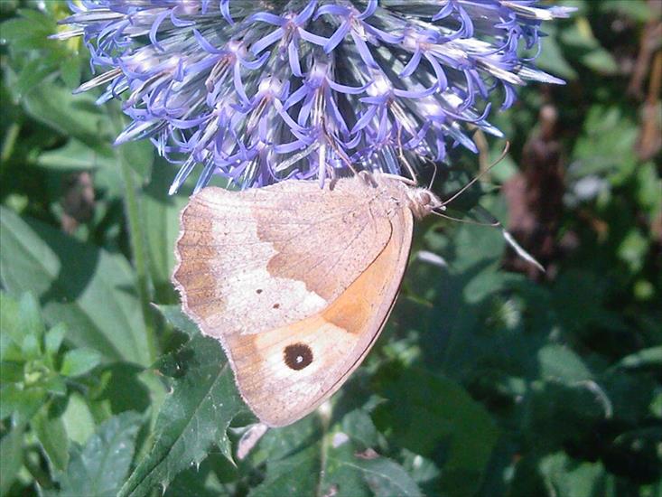 Motyle na kwiatach - M 34.jpg