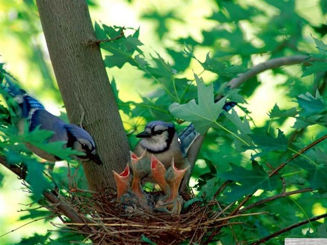 wiosna - birds nest.jpg
