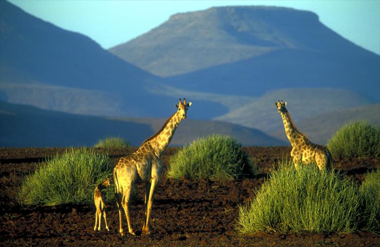 Namibia - namibiacd4 0521.jpg