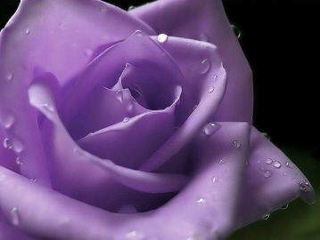 abstrakcja - family-request-purple-rose.jpg