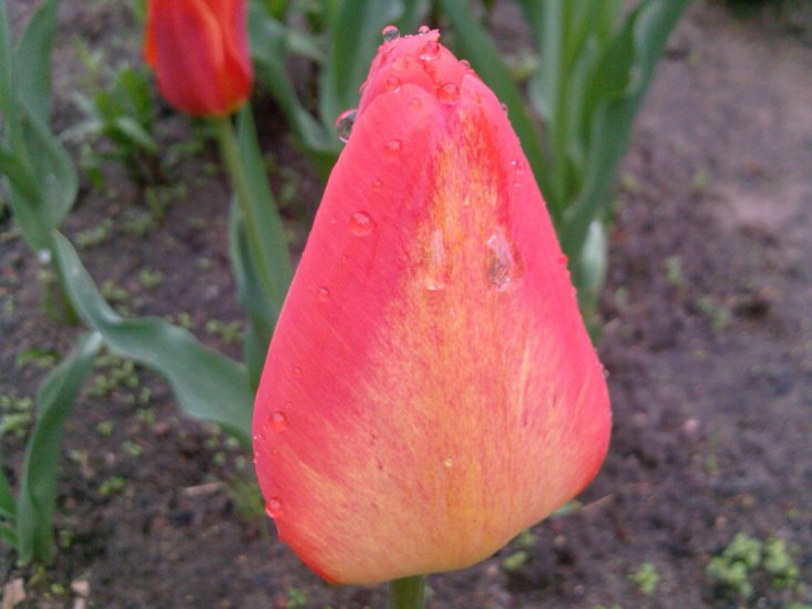 Tulipany-2014 - Zdjęcia-0039.jpg