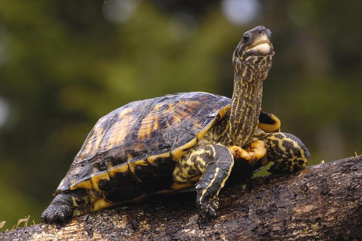 Turtles - Brown Wood Turtle.jpg