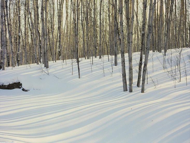 Krajobrazy - Winter Birch and Aspen Forest, Al.jpg