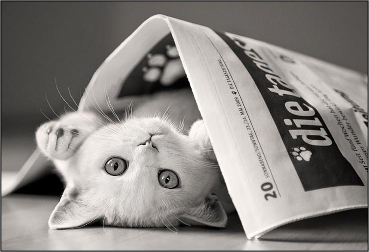 pieski,kotki - kot-czyta-gazete.jpg
