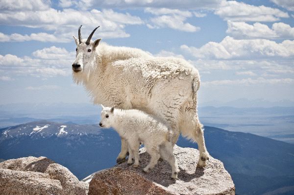 Rogaci Władcy Gór - Mountain_Goat_.jpg