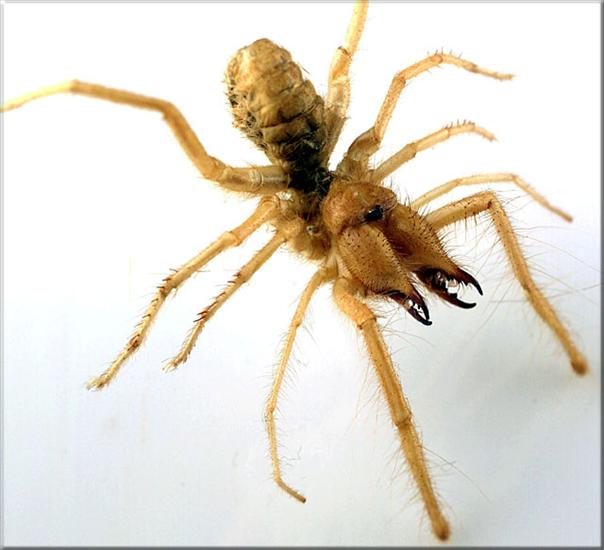 pająki i skorpiony - Pająk Galeodes1-Namibia.jpg