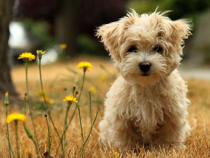 animals wallpapers hq - Buster 92.jpg