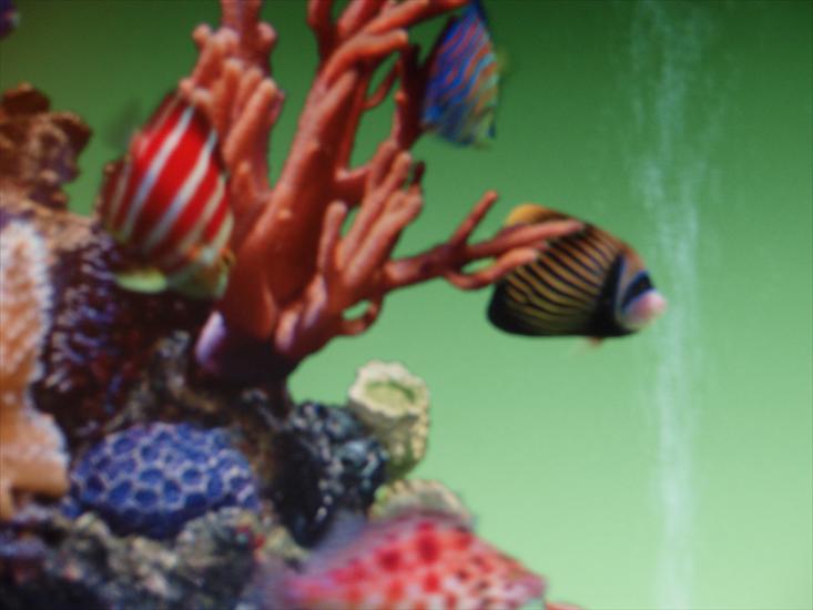 Akwarium koralowe i egzotyczne rybki na zdjęciach - 2009-09-16_01-41-35_P9163918.JPG