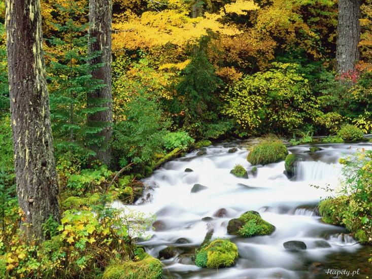 Krajobrazy3 - willamette_national_forest_in_autumn_oregon-1024x768.jpg