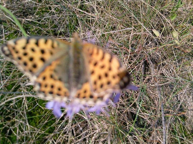 Motyle na kwiatach - Zdjęcia-0021.jpg